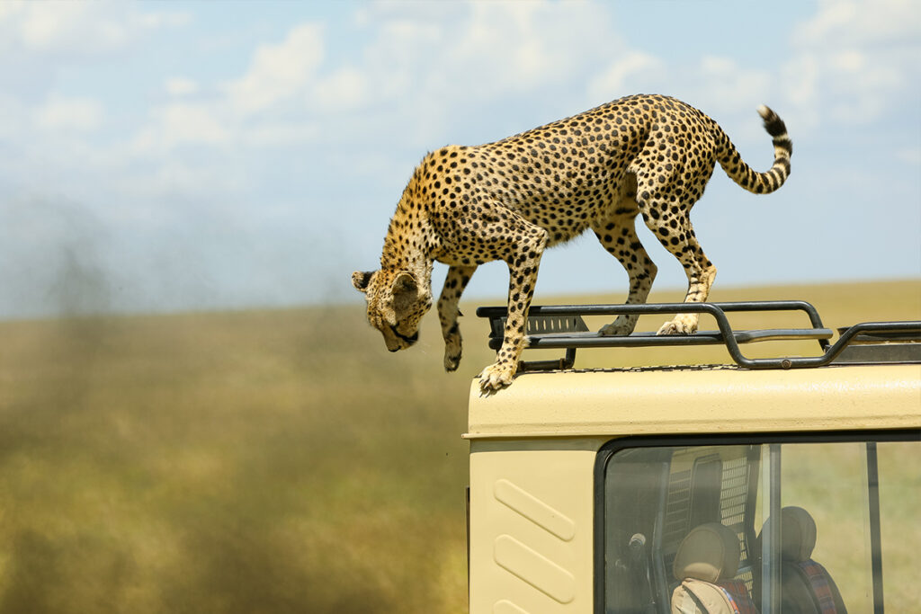 Private Safari 7 Days